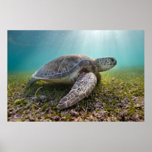 Groene Zee schildpad in duusk   Akumal Bay Poster