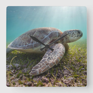 Groene Zee schildpad in duusk Akumal Bay Vierkante Klok