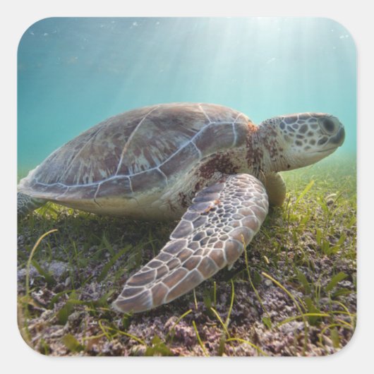 Groene Zee schildpad in duusk | Akumal Bay Vierkante Sticker (Voorkant)