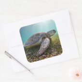 Groene Zee schildpad in duusk | Akumal Bay Vierkante Sticker (Envelop)