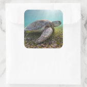 Groene Zee schildpad in duusk | Akumal Bay Vierkante Sticker (Tas)