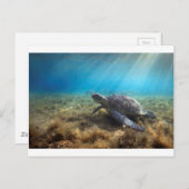Groene zee schildpad ontspannend onder water briefkaart (Voorkant / Achterkant)