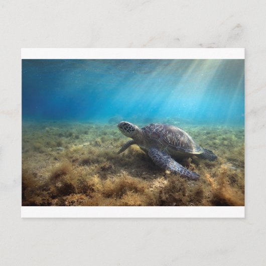 Groene zee schildpad ontspannend onder water briefkaart (Voorkant)