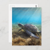 Groene zee schildpad ontspannend onder water briefkaart (Voorkant / Achterkant)