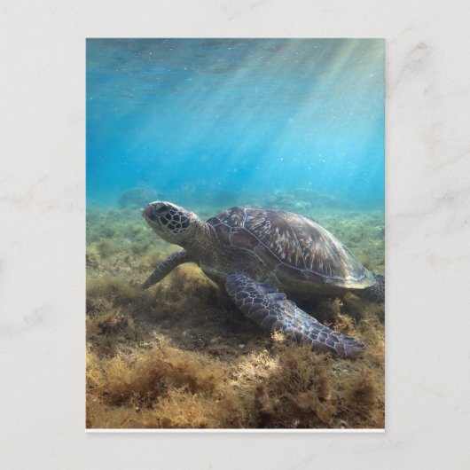 Groene zee schildpad ontspannend onder water briefkaart (Voorkant)