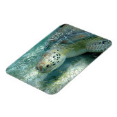 Groene Zee schildpad, Zee Planten, Maagdeneilanden Magneet (Linkerzijde)