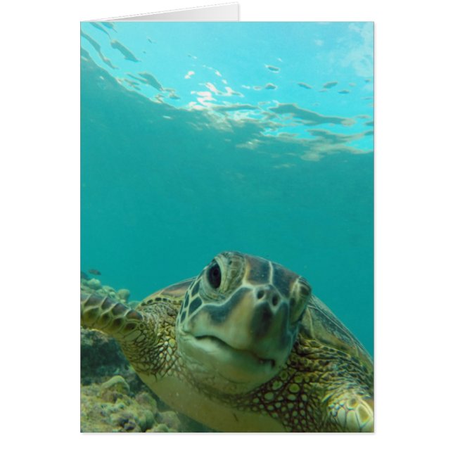 Groene Zee Turtle (Voorkant)