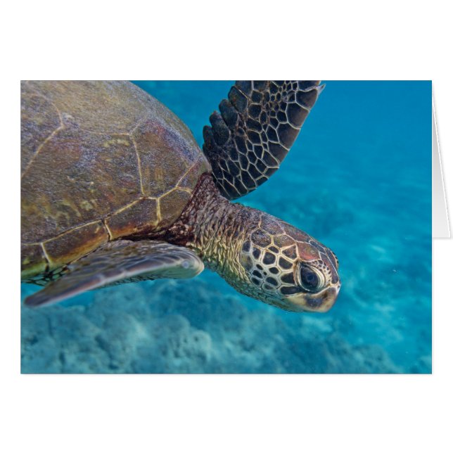 Groene Zee Turtle (Voorkant Horizontaal)