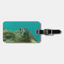 Groene Zee Turtle