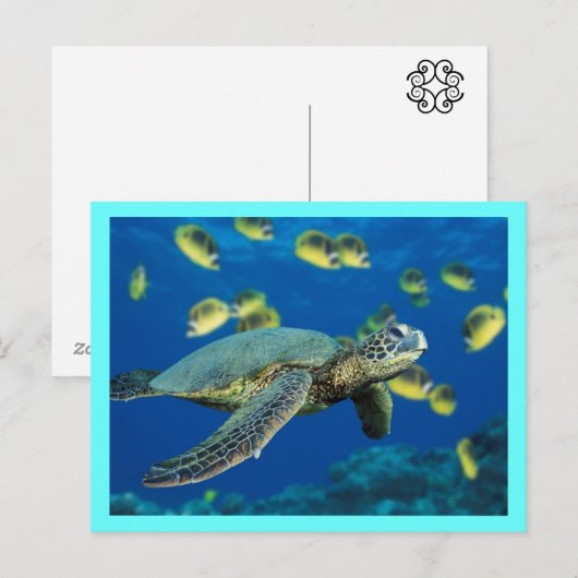 Groene Zee Turtle Briefkaart (Voorkant / Achterkant)