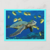 Groene Zee Turtle Briefkaart (Voorkant)