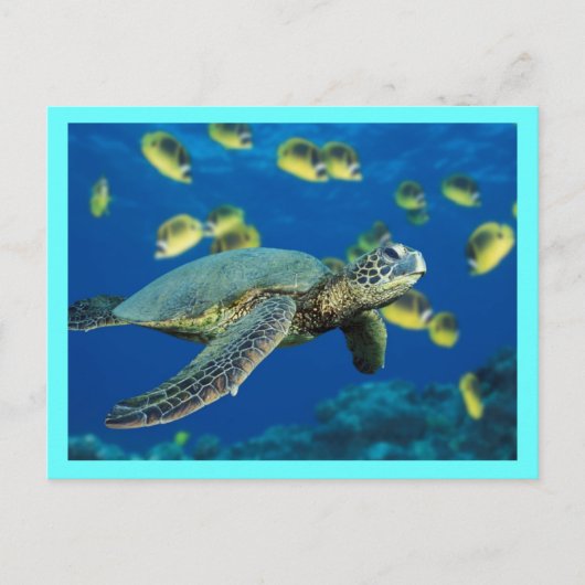 Groene Zee Turtle Briefkaart (Voorkant)