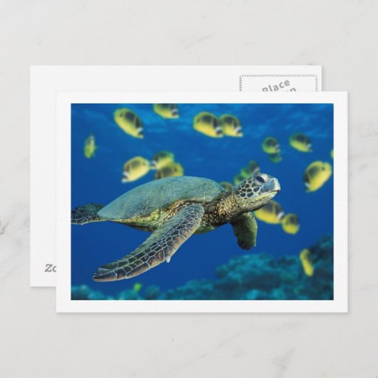 Groene Zee Turtle Briefkaart (Voorkant / Achterkant)