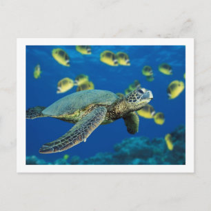 Groene Zee Turtle Briefkaart