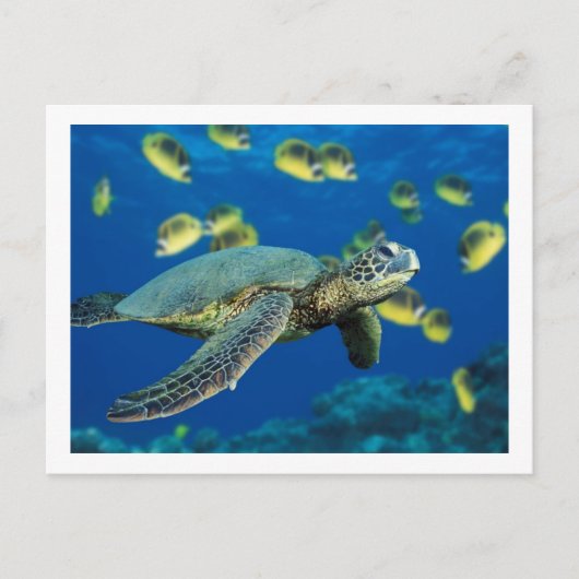 Groene Zee Turtle Briefkaart (Voorkant)