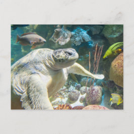 Groene Zee Turtle Briefkaart