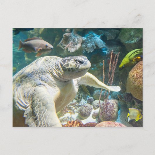 Groene Zee Turtle Briefkaart (Voorkant)