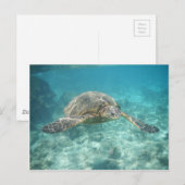 Groene Zee Turtle Briefkaart (Voorkant / Achterkant)