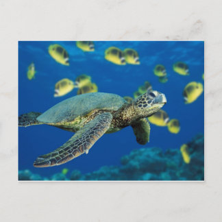 Groene Zee Turtle Briefkaart