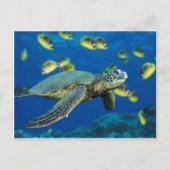 Groene Zee Turtle Briefkaart (Voorkant)