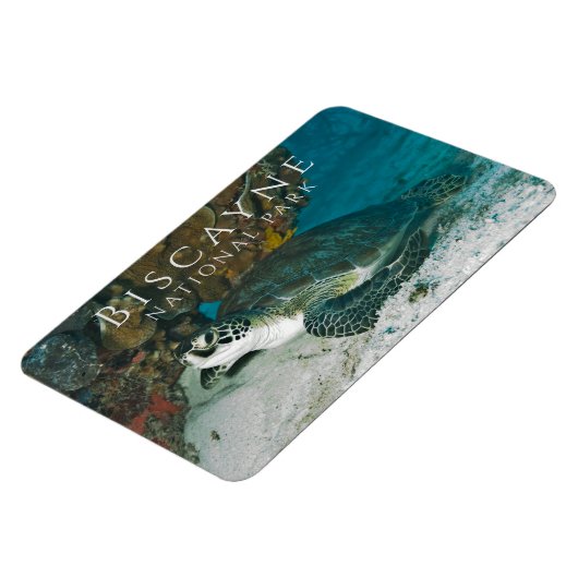 Groene Zee Turtle onder Water Biscayne NP Magneet (Linkerzijde)