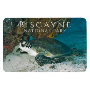 Groene Zee Turtle onder Water Biscayne NP Magneet