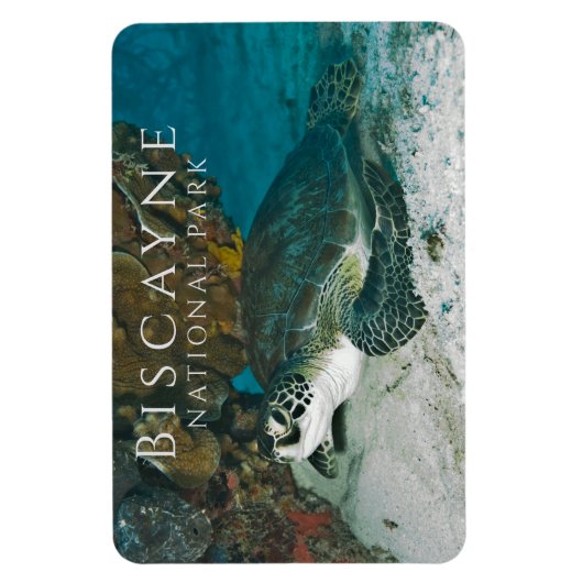 Groene Zee Turtle onder Water Biscayne NP Magneet (Verticaal)