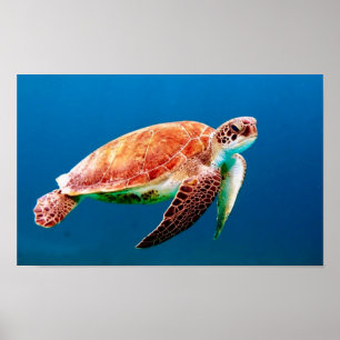 Groene Zee Turtle Poster