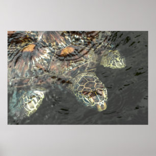 Groene Zee Turtle Poster