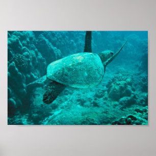 Groene Zee Turtle Poster