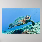 Groene Zee Turtle Poster (Voorkant)