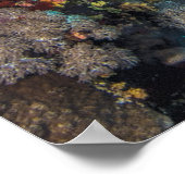 Groene Zee Turtle | Rood Zee Poster (Hoek)