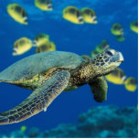 Groene Zee Turtle Staand Fotobeeldje<br><div class="desc">Groene Zee Turtle</div>
