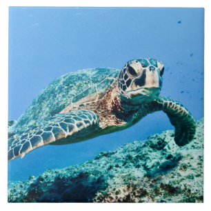 Groene Zee Turtle Tegeltje