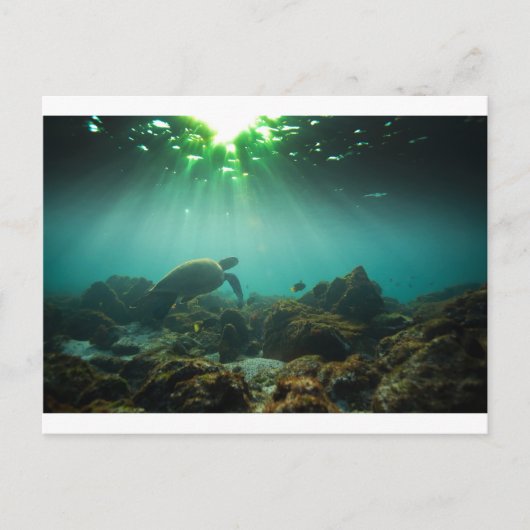 Groene zeeduivel zee schildpad onderwater briefkaart (Voorkant)