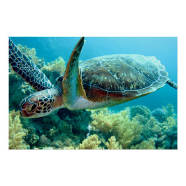 Groene Zeeen schildpad zwemt het rode Zee Perfect Poster
