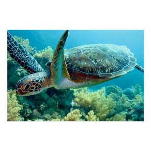 Groene Zeeen schildpad zwemt het rode Zee Perfect Poster