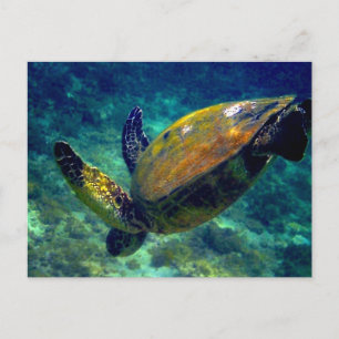 Groene Zeeen schildpadden Briefkaart