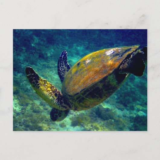 Groene Zeeen schildpadden Briefkaart (Voorkant)