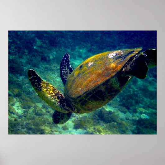 Groene Zeeen schildpadden Poster (Voorkant)