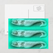 groene zeemeervis trio briefkaart (Voorkant / Achterkant)
