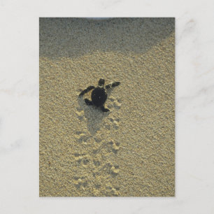Groene zeeschildpad, (Chelonia mydas), jong Briefkaart