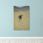 Groene zeeschildpad, (Chelonia mydas), jong dier Canvas Afdruk (Insitu (Houten vloer))