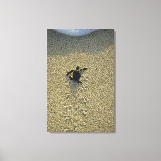 Groene zeeschildpad, (Chelonia mydas), jong dier Canvas Afdruk (Voorkant)