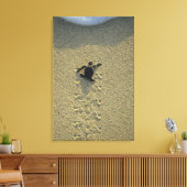 Groene zeeschildpad, (Chelonia mydas), jong dier Canvas Afdruk (Insitu (Woonkamer))