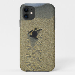 Groene zeeschildpad, (Chelonia mydas), jong dier Case-Mate iPhone Case