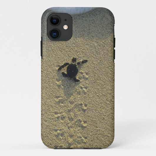 Groene zeeschildpad, (Chelonia mydas), jong dier Case-Mate iPhone Case (Achterkant)
