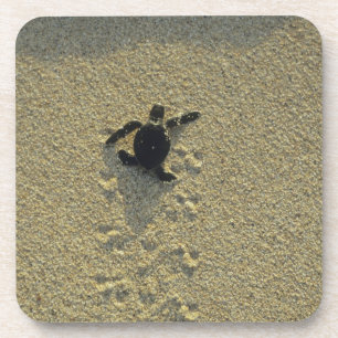 Groene zeeschildpad, (Chelonia mydas), jong dier Drankjes Onderzetter