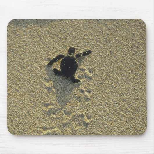 Groene zeeschildpad, (Chelonia mydas), jong dier Muismat (Voorkant)