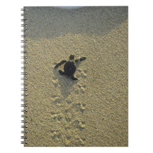 Groene zeeschildpad, (Chelonia mydas), jong Notitieboek